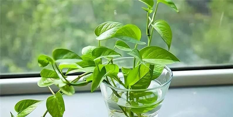 2月份可以种植哪些花卉？它们的养护要点是什么？