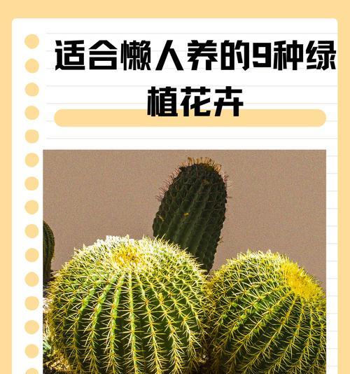 2月份可以种植哪些花卉？它们的养护要点是什么？