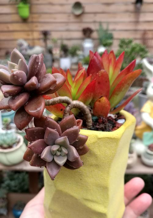 瓷器植物的种植方法有哪些？