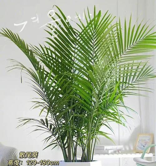课桌上种植植物的方法是什么？有哪些植物适合？