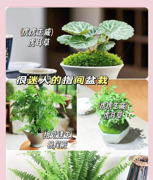 课桌上种植植物的方法是什么？有哪些植物适合？