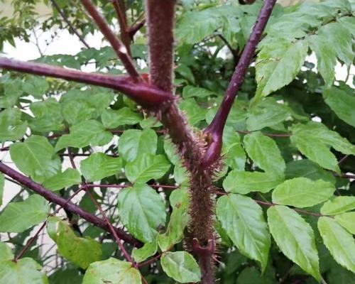 树生春长的植物是什么？它们的生长习性如何？