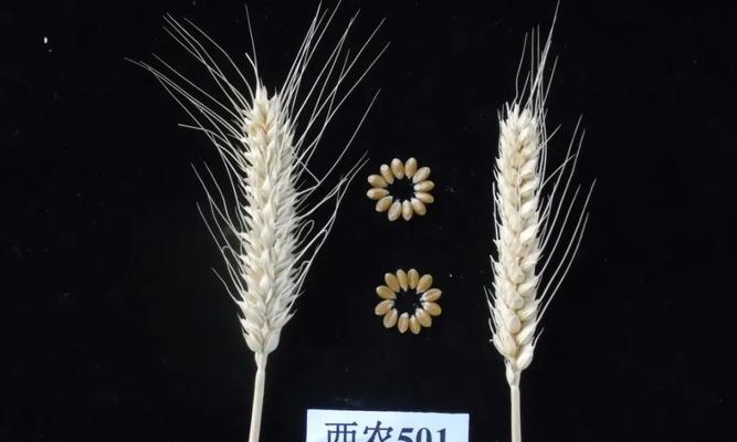 王辉盆栽花卉有哪些品种？它们各自有什么特点？