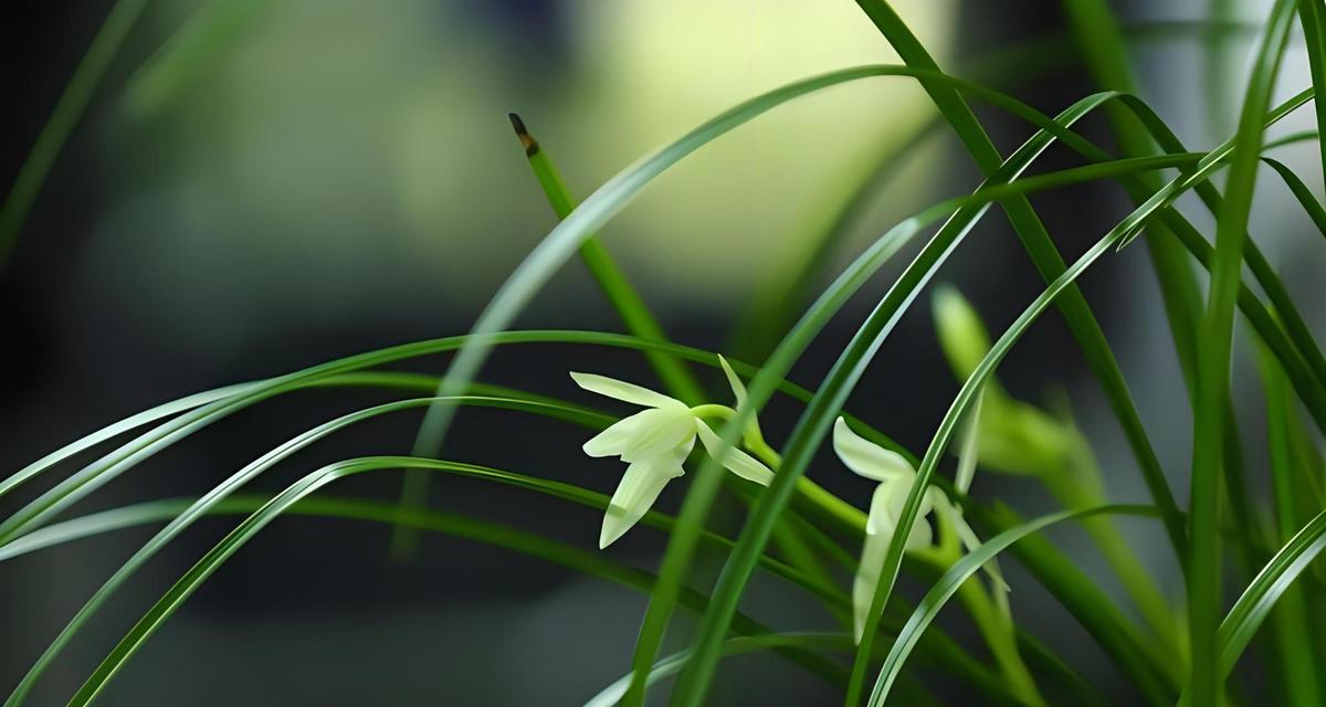 兰花家族中有哪些不同种类的植物？它们的特点是什么？
