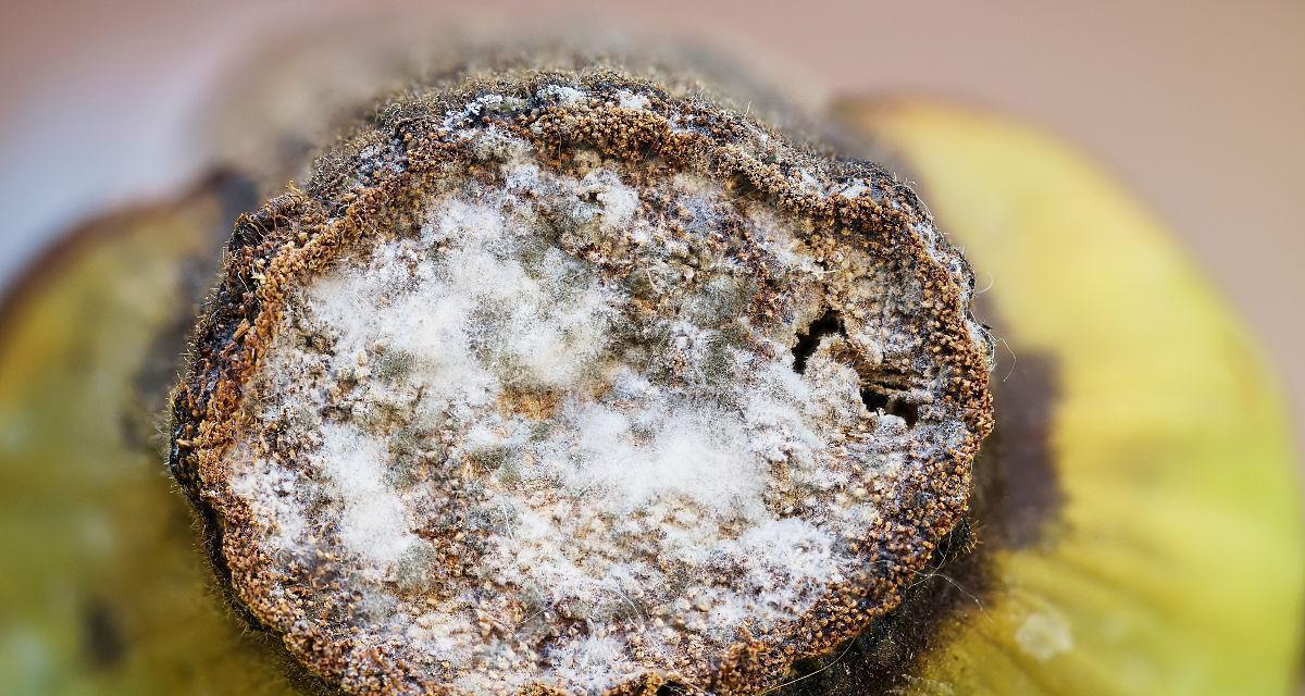植物切口发霉了怎么办？如何预防植物切口发霉？