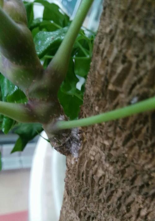 植物切口发霉了怎么办？如何预防植物切口发霉？