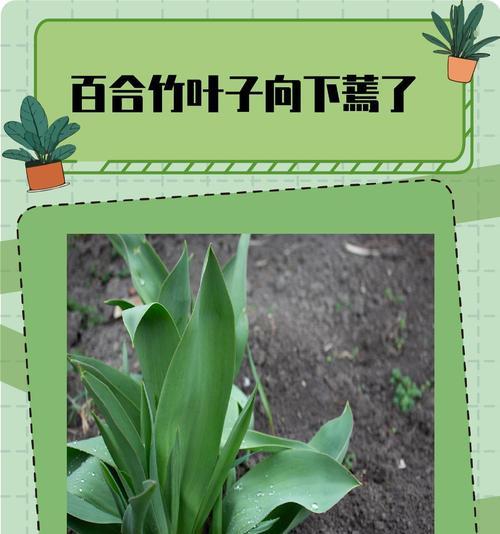 百合竹的最佳种植温度是多少？如何控制环境温度？