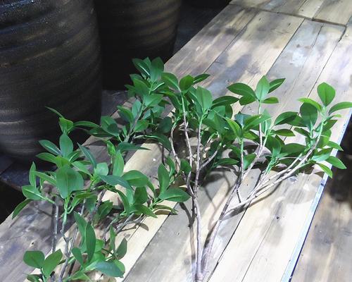 哪些植物摸起来手感好？经常摸的植物有什么好处？