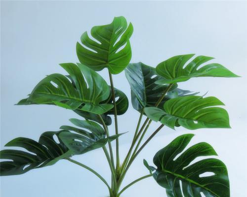 哪些植物摸起来手感好？经常摸的植物有什么好处？