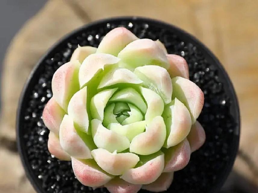 多肉植物白月影的养护技巧是什么？如何保持其状态？