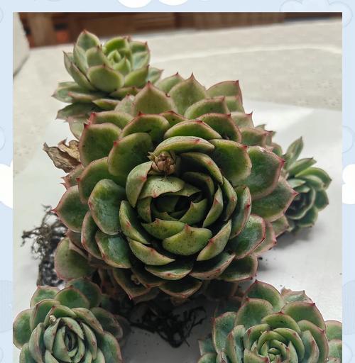 多肉植物白月影的养护技巧是什么？如何保持其状态？