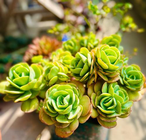 多肉植物白月影的养护技巧是什么？如何保持其状态？