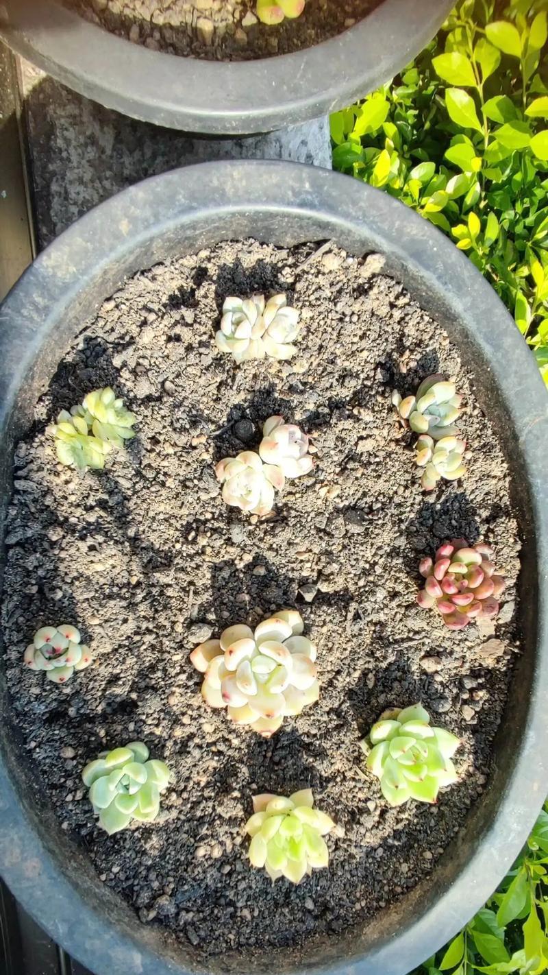 金柑子植物花盆怎么种？金柑子在花盆中种植的正确方法是什么？