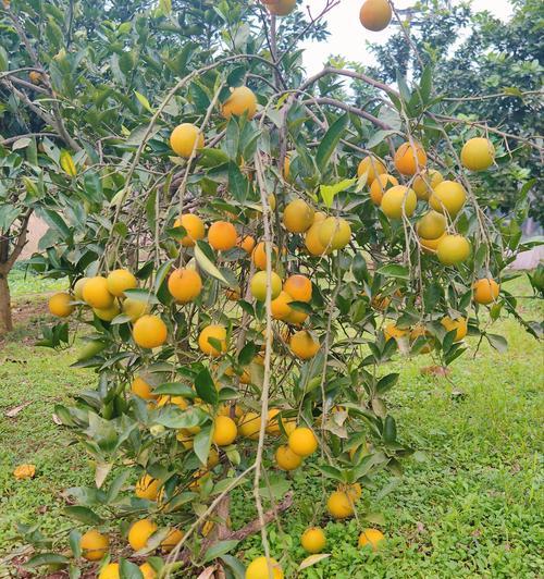 金柑子植物花盆怎么种？金柑子在花盆中种植的正确方法是什么？