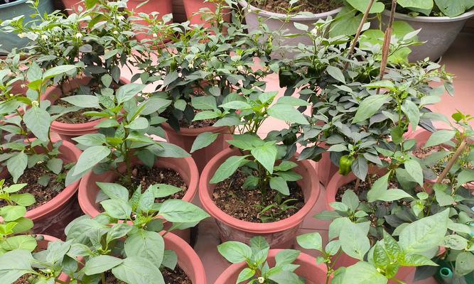 金柑子植物花盆怎么种？金柑子在花盆中种植的正确方法是什么？