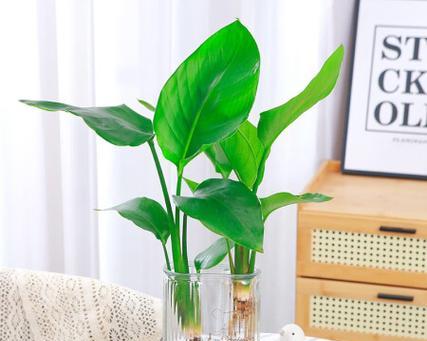 哪些绿植花卉最容易养活？适合新手的品种推荐？