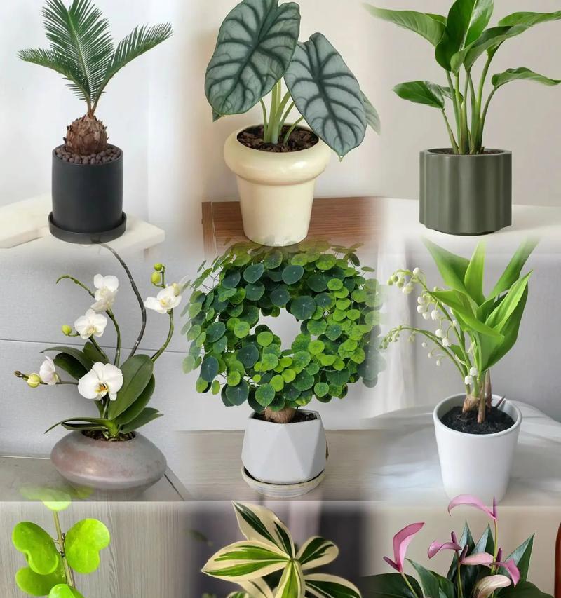 哪些绿植花卉最容易养活？适合新手的品种推荐？