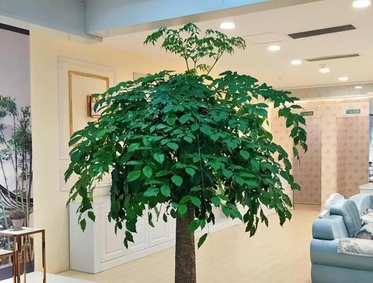 哪些绿植花卉最容易养活？适合新手的品种推荐？