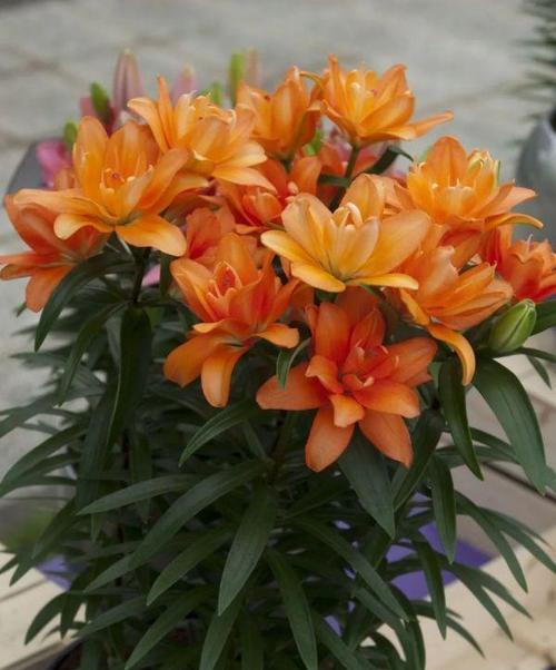 百合花大棚种植的标准条件是什么？