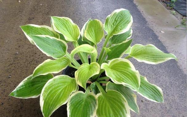 小区绿化常用的植物有哪些？这些植物的选择标准是什么？