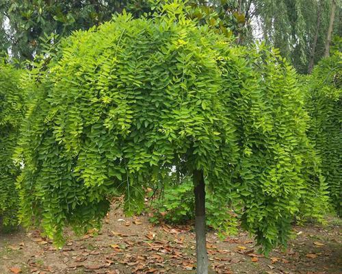 小区绿化常用的植物有哪些？这些植物的选择标准是什么？