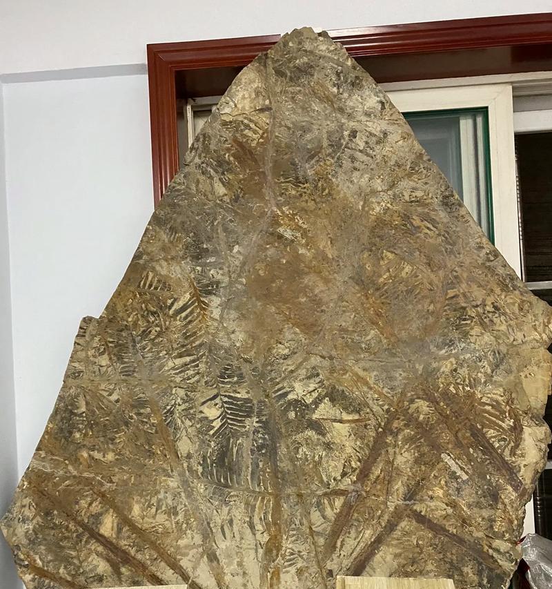 化石植物和石头有哪些区别？化石植物的形成过程是怎样的？