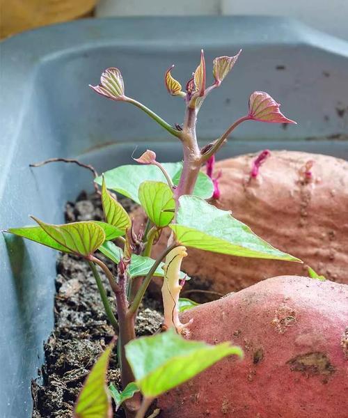 玉米罐头盆栽怎么种植的？从玉米罐头到盆栽的全过程是怎样的？