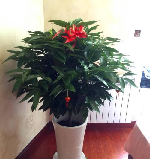 玉米罐头盆栽怎么种植的？从玉米罐头到盆栽的全过程是怎样的？