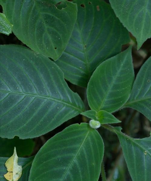 济源山上有哪些特色植物？它们的生长环境如何？