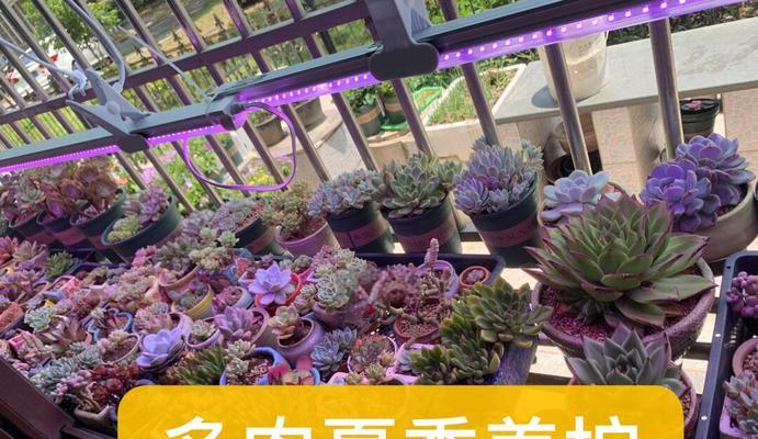 多肉植物疯长了怎么办？如何控制其生长速度？