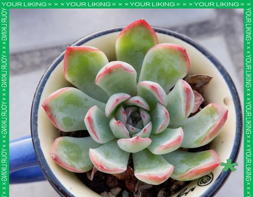 多肉植物疯长了怎么办？如何控制其生长速度？