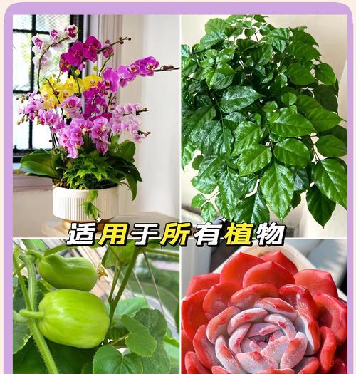 多肉植物疯长了怎么办？如何控制其生长速度？