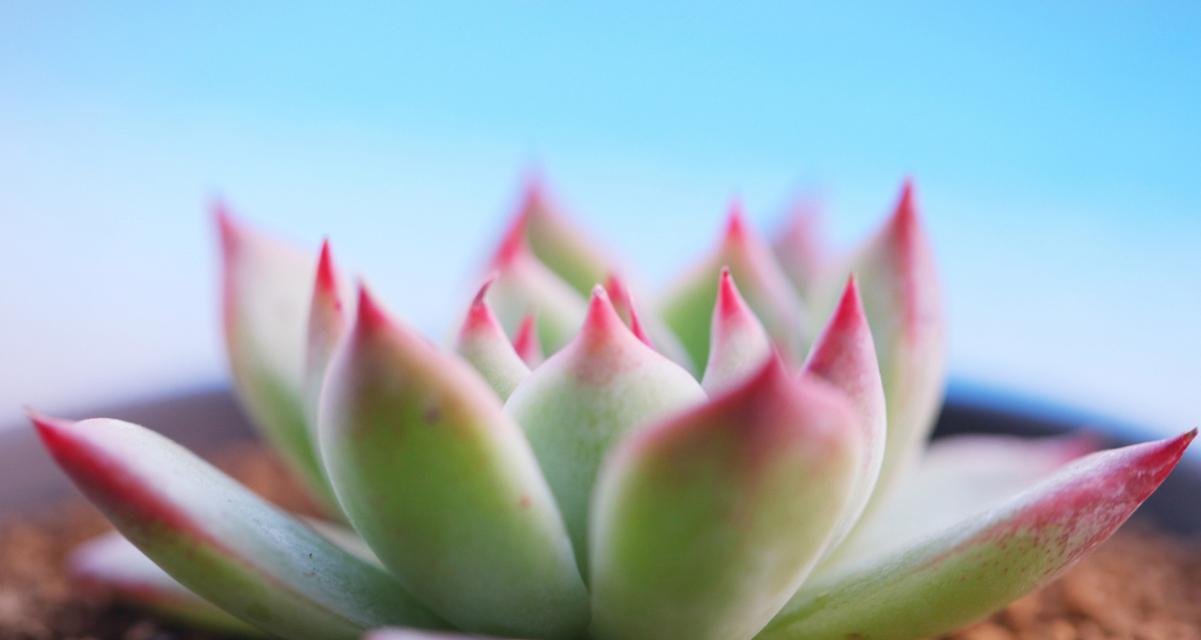 雨萝是什么植物？它的生长环境和特点是什么？