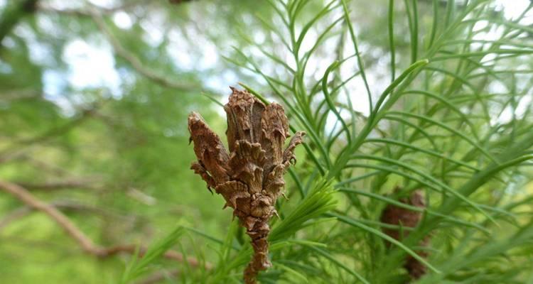 雨萝是什么植物？它的生长环境和特点是什么？