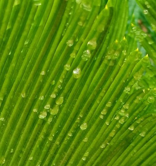雨萝是什么植物？它的生长环境和特点是什么？