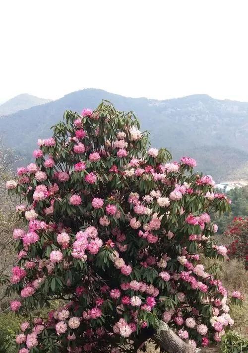 市场上新出现的植物花卉品种有哪些？它们的特性是什么？