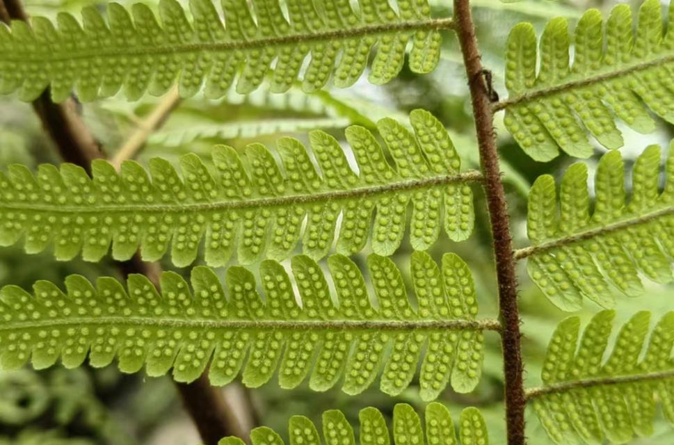 哪些植物的叶片像蕨类植物？它们的分类和特性是什么？