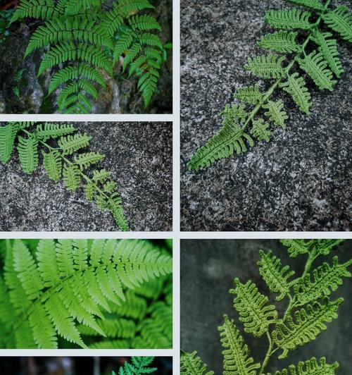 哪些植物的叶片像蕨类植物？它们的分类和特性是什么？