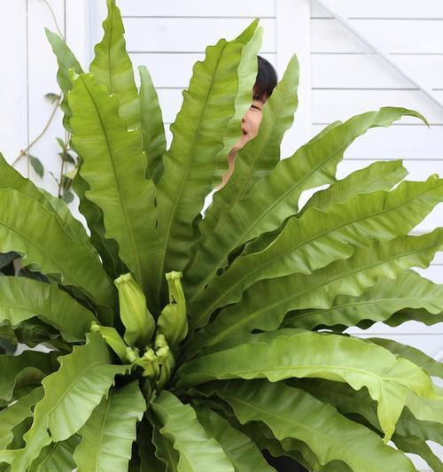 哪些植物的叶片像蕨类植物？它们的分类和特性是什么？