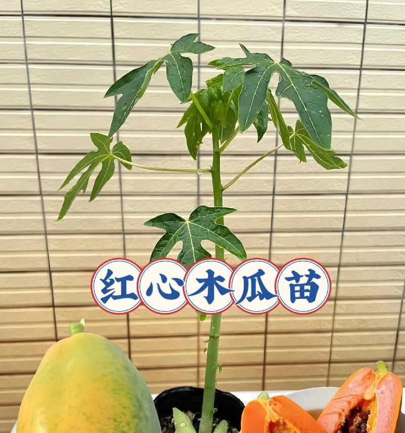 木瓜是什么植物？有哪些特点和用途？