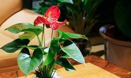 不怕晒的水养花卉好吗有哪些？这些花卉的养护技巧是什么？