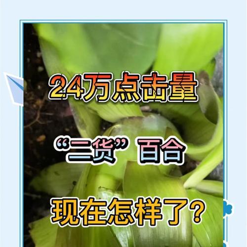 百合花拔出后如何重新种植？种植过程中有哪些注意事项？