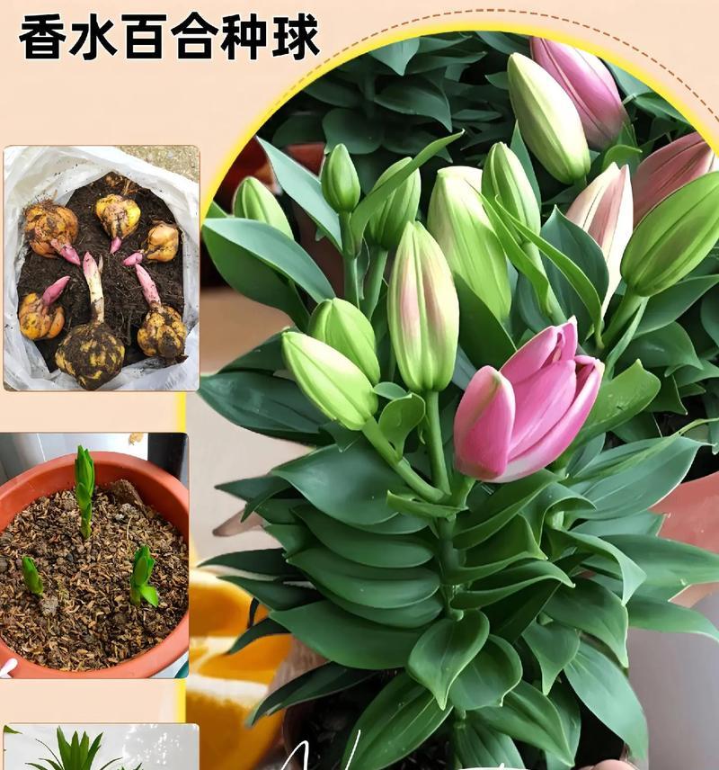 百合花拔出后如何重新种植？种植过程中有哪些注意事项？