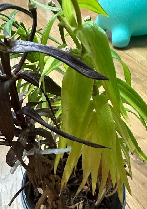 百合花拔出后如何重新种植？种植过程中有哪些注意事项？