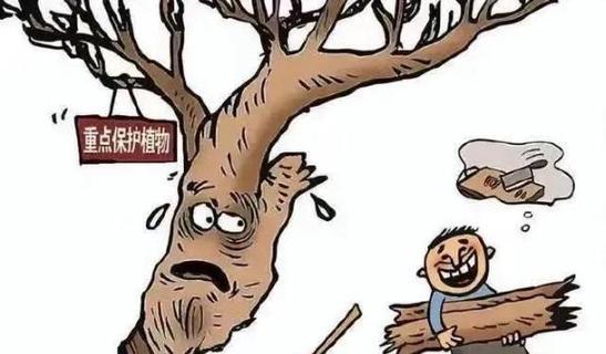 林区伐木时应该避免哪些植物？这些植物为何不宜砍伐？