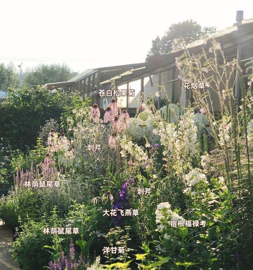 室外适合种植哪些花卉种类？室外花卉的养护要点是什么？