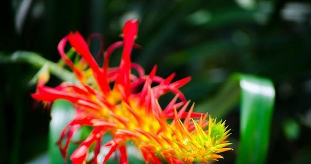 室外适合种植哪些花卉种类？室外花卉的养护要点是什么？