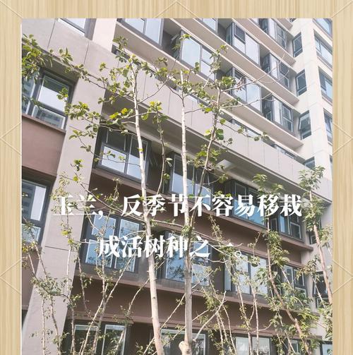室外适合种植哪些花卉种类？室外花卉的养护要点是什么？