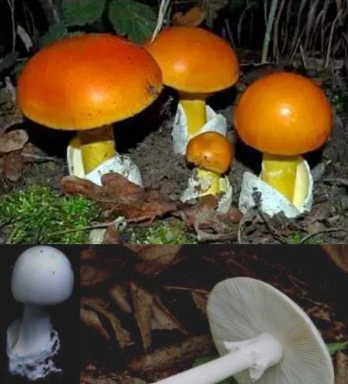 毒蘑菇植物有哪些特征？如何区分有毒和无毒蘑菇？