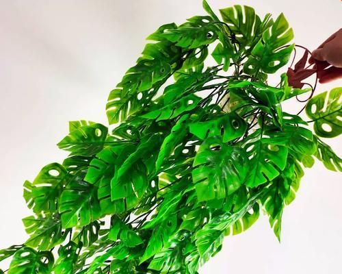 吊篮木头植物怎么养？有哪些注意事项？